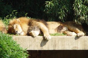 lion napping